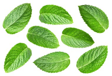 Nane yaprakları beyaza izole edilmiş. Naneli yapraklar kırpma yolunu açar. Profesyonel stüdyo makro çekimi