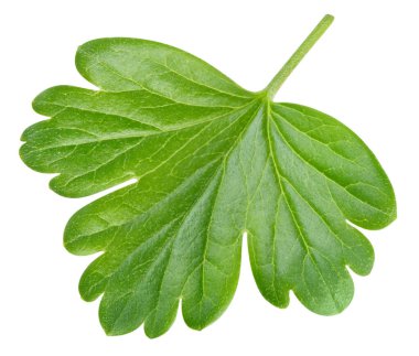 Bektaşi üzümü yaprağı beyaz arka planda izole edilmiş. Bektaşi üzümü yaprağı kırpma yolu