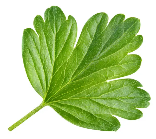 Bektaşi üzümü yapraklı makro stüdyo fotoğrafı. Bektaşi üzümü beyaz arka planda izole edilmiş. Yol yaprağı bektaşi üzümü kırpılıyor