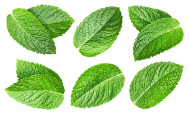 Nane yaprakları koleksiyonu beyaz arkaplanda izole edilmiş. Darphane yolu kırpılıyor. Darphane stüdyo fotoğrafını bırakır