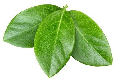 Üç fındık yaprağı. Beyazda yaprak somunu var. Kesme yolu yaprakları. Geriye makro stüdyo fotoğrafı bırakır