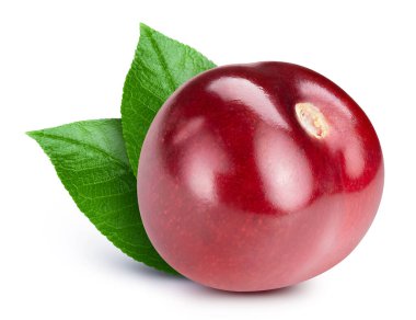 Kiraz beyazda izole edilmiş. Kiraz yaprağı kırpma yolu. Kiraz makrosu atışı