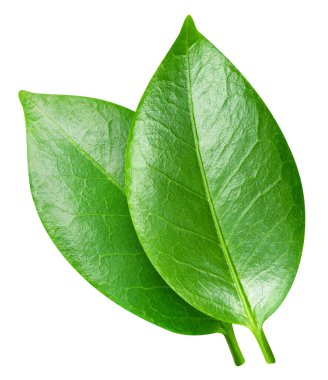 Beyaz arka planda yeşil egzotik yaprak. İki egzotik yaprak kırpma yolu