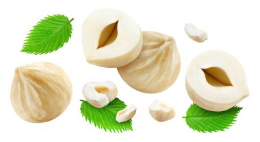 Fındık, beyaz arka planda izole edilmiş. Uçan Fındık Kırpma Yolu. Makro stüdyo fotoğrafını ayarla