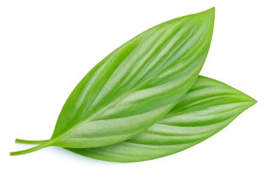 Beyaz arka planda yeşil egzotik yaprak. İki egzotik yaprak kırpma yolu. Yaprak makro stüdyo fotoğrafı