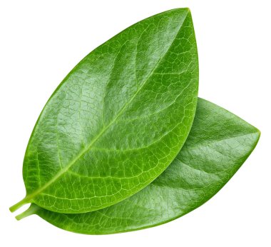 Beyaz fındık yaprağı. Ceviz yaprağı kırpma yolu