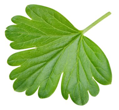 Bektaşi üzümü yapraklı makro stüdyo fotoğrafı. Bektaşi üzümü beyaz arka planda izole edilmiş. Yol yaprağı bektaşi üzümü kırpılıyor