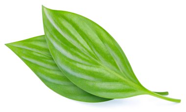 İki egzotik yaprak. Beyaz arka planda izole edilmiş egzotik bir yaprak. Yaprak badem, şam fıstığı, kesme yolu olan fıstık.