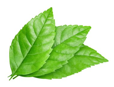 Beyaz arka planda fındık yaprağı izole edilmiş. Yaprak badem, şam fıstığı, kesme yolu olan fıstık.