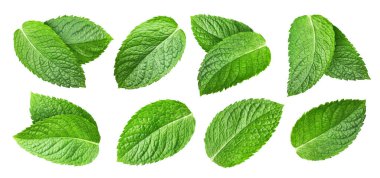 Nane koleksiyonu. Kırpma yolu beyaz bir arkaplanda izole edilmiş nane. Taze organik nane. Tam alan derinliği