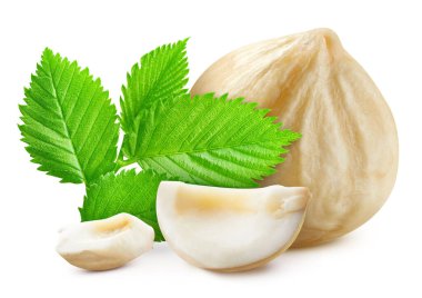 Fındık koleksiyonu beyaz arka planda izole edilmiş. Fındık yaprağı makro stüdyo fotoğrafı. Yol Fındıkları Kırpılıyor