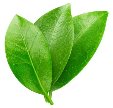 Beyaz arka planda fındık yaprağı izole edilmiş. Yaprak badem, şam fıstığı, kesme yolu olan fıstık.