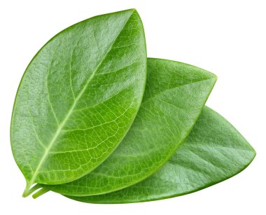 Beyazda yaprak somunu var. Üç fındık yaprağı. Kesme yolu yaprakları. Geriye makro stüdyo fotoğrafı bırakır