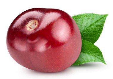 Kiraz yaprağı makro stüdyo fotoğrafı. Beyaz arka planda izole edilmiş kiraz. Kesme yolu Kiraz