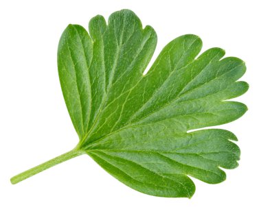 Bektaşi üzümü yaprakları beyaz arka planda izole edilmiş. Bektaşi üzümü kesme yolu yaprakları. Yaprak makro stüdyo fotoğrafı