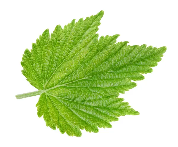 Frenk üzümü beyaz arkaplanda izole halde bırakır. Currant kırpma yolunu terk eder