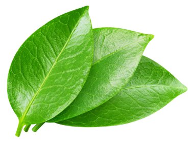 Beyaz arka planda yeşil egzotik yaprak. Üç egzotik yaprak kırpma yolu. Yaprak stüdyo fotoğrafı