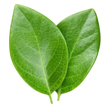 Beyaz fındık yaprağı. Ceviz yaprağı kırpma yolu