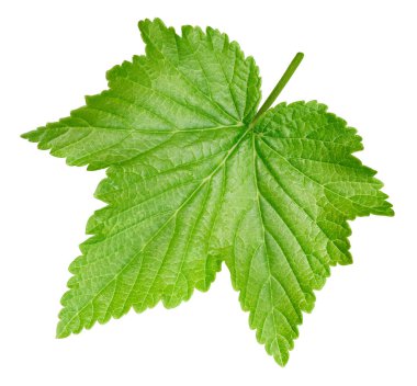 Frenk üzümü beyaz arkaplanda izole halde bırakır. Frenk üzümü kırpma yolunu terk eder. Currant makro stüdyo fotoğrafını bırakır