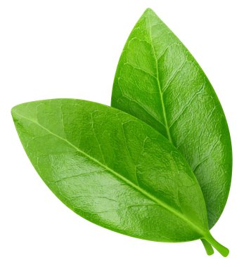 İki egzotik yaprak. Beyaz arka planda izole edilmiş egzotik bir yaprak. Yaprak badem, şam fıstığı, kesme yolu olan fıstık.