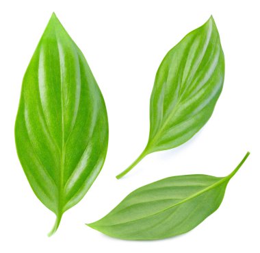 Beyaz arka planda yeşil egzotik yaprak. Egzotik yaprak kırpma yolu. Yaprak stüdyo fotoğrafı