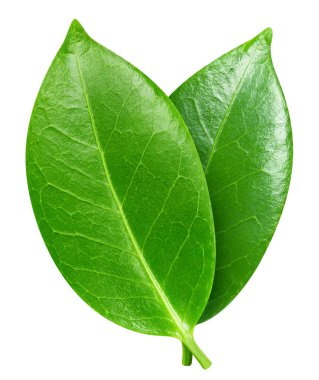 İki egzotik yaprak. Beyaz arka planda izole edilmiş egzotik bir yaprak. Kırpma yolu ile yaprak