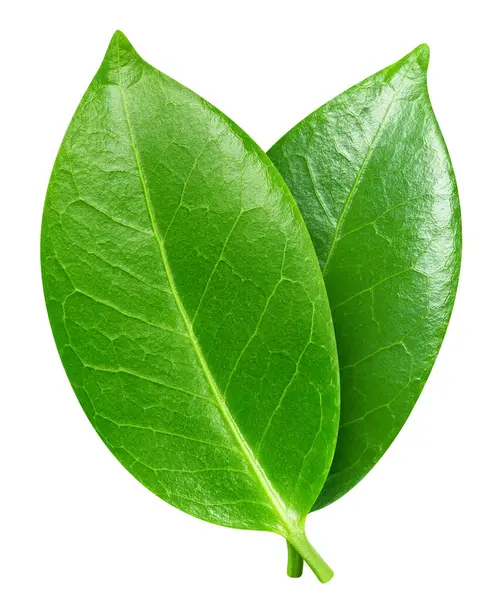 İki egzotik yaprak. Beyaz arka planda izole edilmiş egzotik bir yaprak. Kırpma yolu ile yaprak