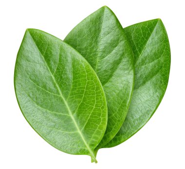 Beyaz arka planda fındık yaprağı izole edilmiş. Yaprak badem, şam fıstığı, kesilmiş fıstık. Görüntü yığını tam derinlikteki alan makro görüntüsü