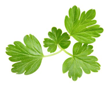 Bektaşi üzümlü makro stüdyo fotoğrafı. Bektaşi üzümü yaprakları beyaz arka planda izole edilmiş. Bektaşi üzümü kırpma yolu yaprakları