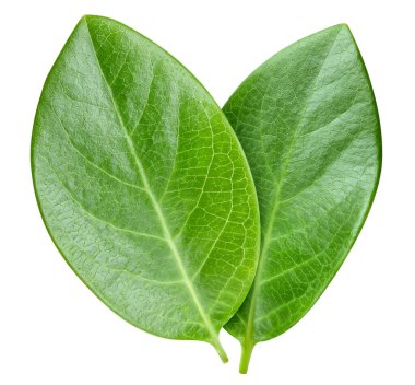 Beyazda yaprak somunu var. İki fındık yaprağı Kesme yolu yaprakları. Geriye makro stüdyo fotoğrafı bırakır