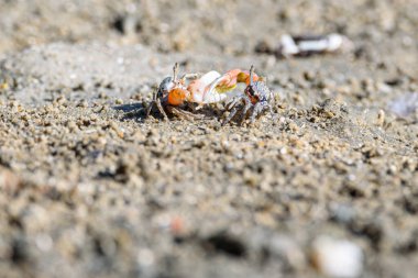 Fiddler crabs, Ghost crabs orange red small male sea crab colorful. One claw is larger and used to wave and act as a weapon in battle. wildlife lifestyle small animals living in the mangrove forest