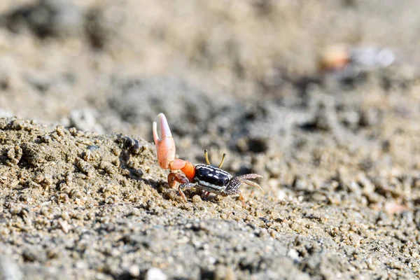 Fiddler Crabs Ghost Crabs Orange Red Small Male Sea Crab Стоковое Фото