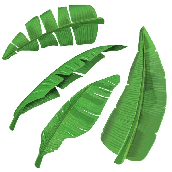 Verde Fresco Banana Leaf Vetor Ilustração — Vetor de Stock