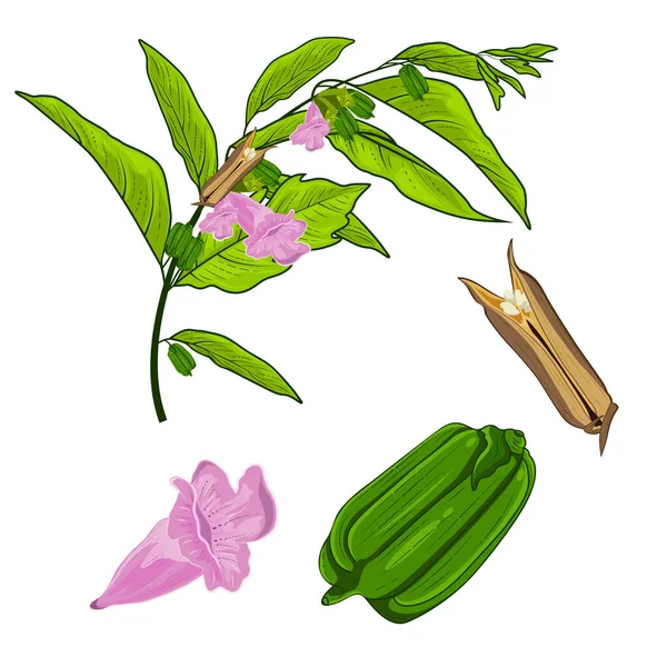 Seasame Planta Broto Sazonalidade Flor Vetor Ilustração Com Folhas Verdes —  Vetores de Stock