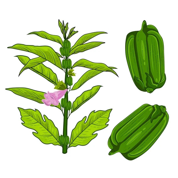Sezamová Rostlina Poupě Sezónní Květinový Vektor Ilustrace Zelenými Listy Set — Stockový vektor