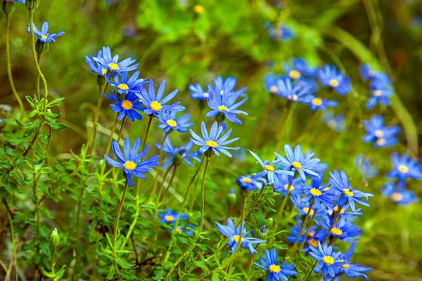 南アフリカのケープタウンの海岸の山の中腹にある青い野生の花 — ストック写真