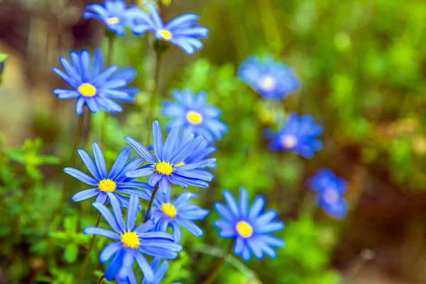 Cape Town Güney Afrika Daki Sahil Yamaçlarında Mavi Yabani Çiçekler — Stok fotoğraf