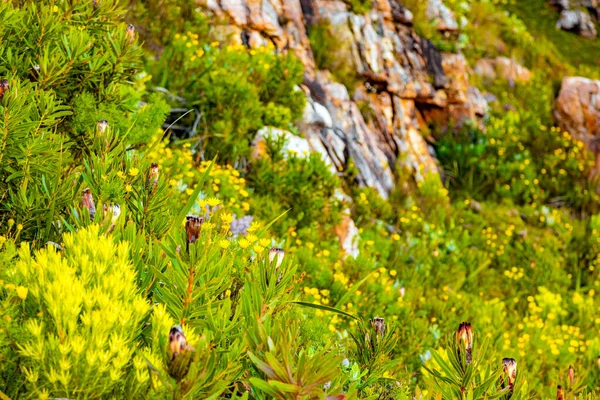 Protea Fynbos Kwiaty Przybrzeżnym Zboczu Cape Town Republika Południowej Afryki — Zdjęcie stockowe