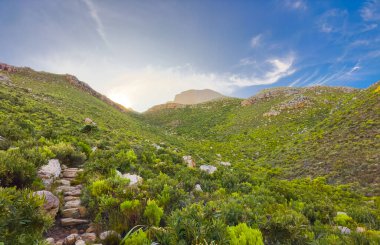 Cape Town kıyısındaki bir dağın tepesindeki toprak patika yürüyüş yolları.