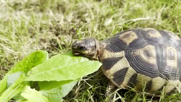 Close South African Angulate Tortoise Eating Leaves Grass Lawn Cape — Stock Video