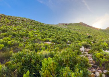 Cape Town kıyısındaki bir dağın tepesindeki toprak patika yürüyüş yolları.
