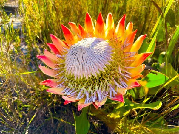 King Protea Fynbos Fleurit Flanc Montagne Côtière Cap Afrique Sud — Photo