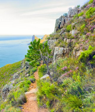 Cape Town kıyısındaki bir dağın tepesindeki toprak patika yürüyüş yolları.