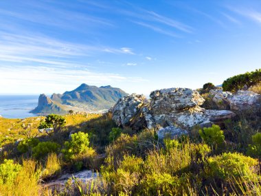 Hout Körfezi Kıyı Dağları Cape Town, Güney Afrika 'da fynbos flora ile