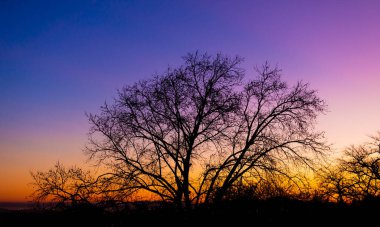 Silhouette of a tree against a pink and purple dusk sunset sky in Cape Town