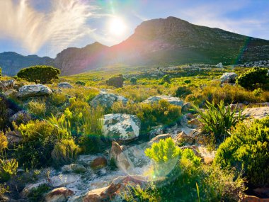 Cape Town, Güney Afrika 'daki fynbos flora ile engebeli dağ manzarası