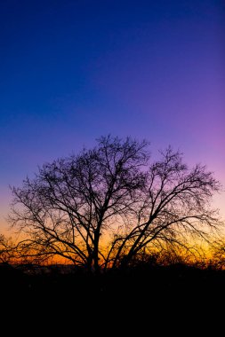 Silhouette of a tree against a pink and purple dusk sunset sky in Cape Town