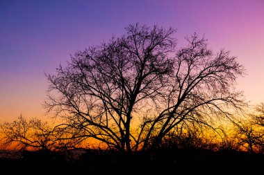 Silhouette of a tree against a pink and purple dusk sunset sky in Cape Town