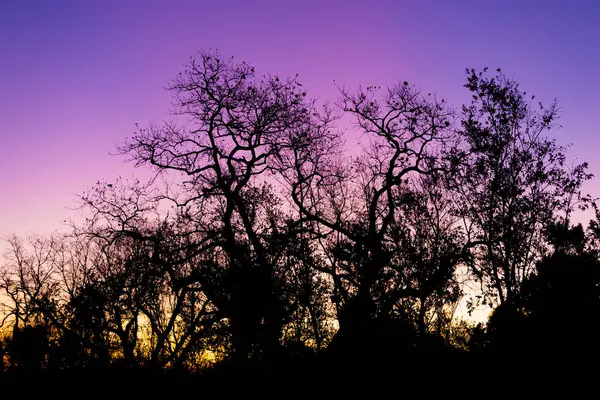 Silhouette of a tree against a pink and purple dusk sunset sky in Cape Town