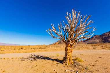 Richtersveld Ulusal Parkı 'ndaki Antik Titrek Ağacı sulu Güney Afrika' nın çorak bölgesinde